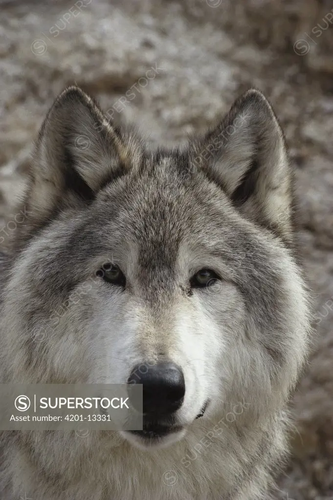Timber Wolf (Canis lupus) portrait, Minnesota