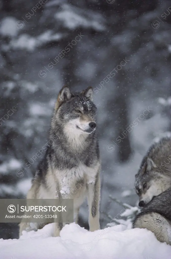 Timber Wolf (Canis lupus) standing in snow, Minnesota