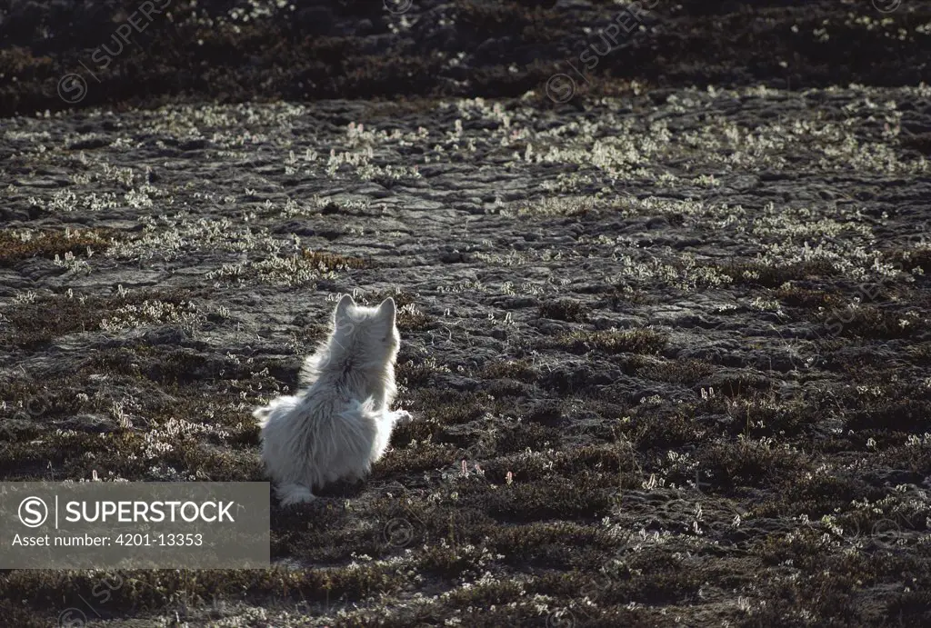 Arctic Wolf (Canis lupus) hunting, Ellesmere Island, Nunavut, Canada