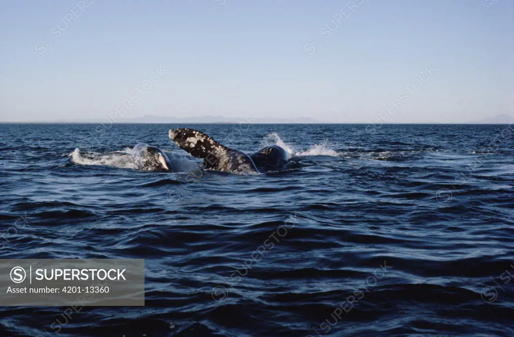 Gray Whale (Eschrichtius robustus) courting trio during copulation attempt, Baja California, Mexico