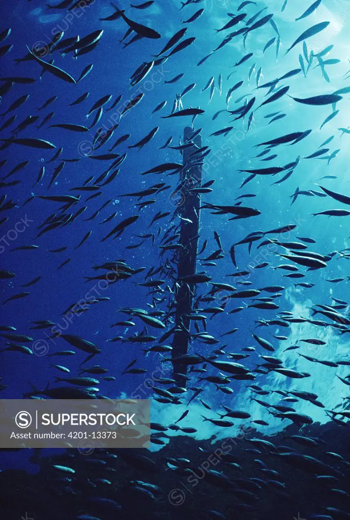 Life under a floating log, small fish aggregate in great numbers under ocean debris creating feeding opportunities for birds and dolphins, Cocos Island, Costa Rica