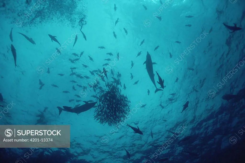 Life under a floating log, small fish aggregate in great numbers under ocean debris creating feeding opportunities for Tuna (Scombridae) and Dolphins with birds feeding on the school from above, Cocos Island, Costa Rica