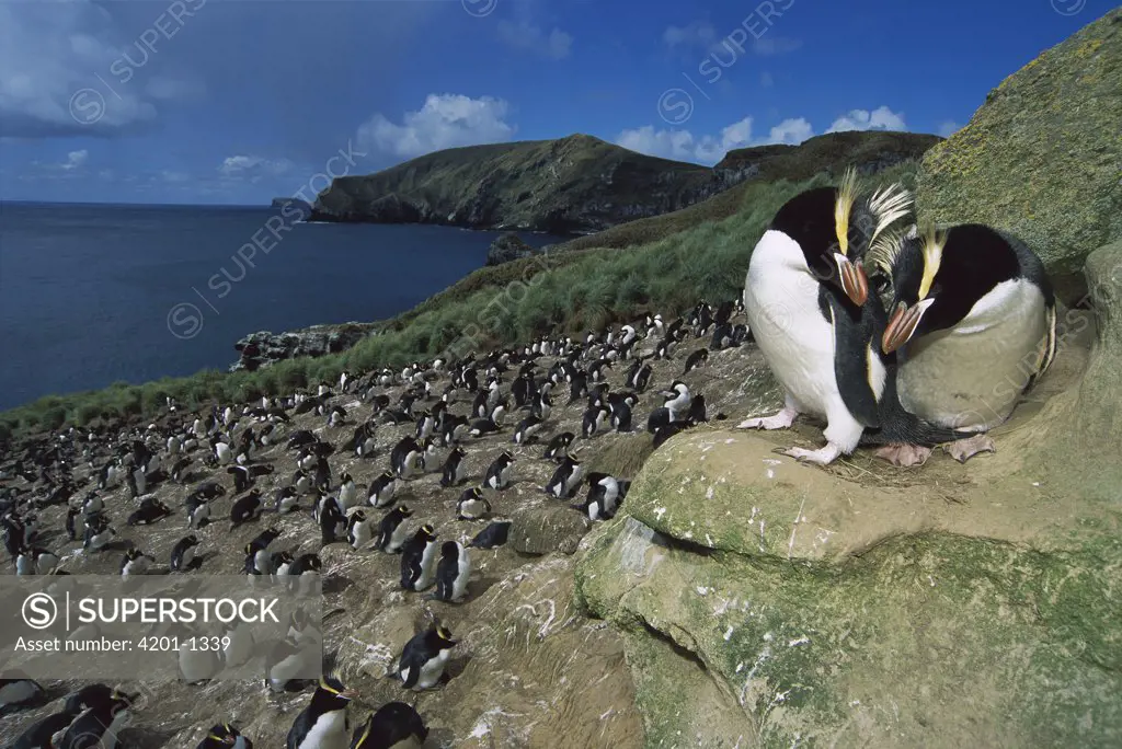 Erect-crested Penguin (Eudyptes sciateri) pair overlooking enormous Orde-Lees Rookery, North Coast, Antipodes Island, New Zealand
