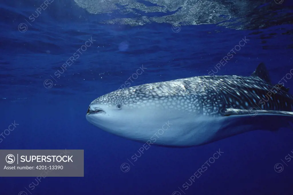 Whale Shark (Rhincodon typus) portrait, largest shark species, Cocos Island, Costa Rica