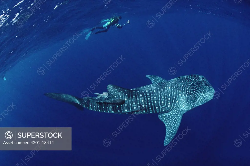 Whale Shark (Rhincodon typus) and snorkeler, Cocos Island, Costa Rica