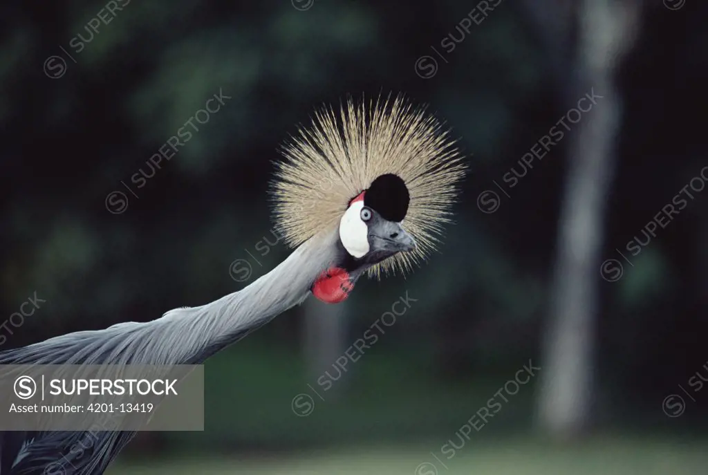 Grey Crowned Crane (Balearica regulorum) portrait, Kenya