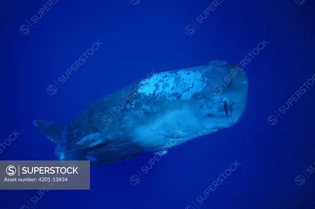 Sperm Whale (Physeter macrocephalus) curious calf, Dominica