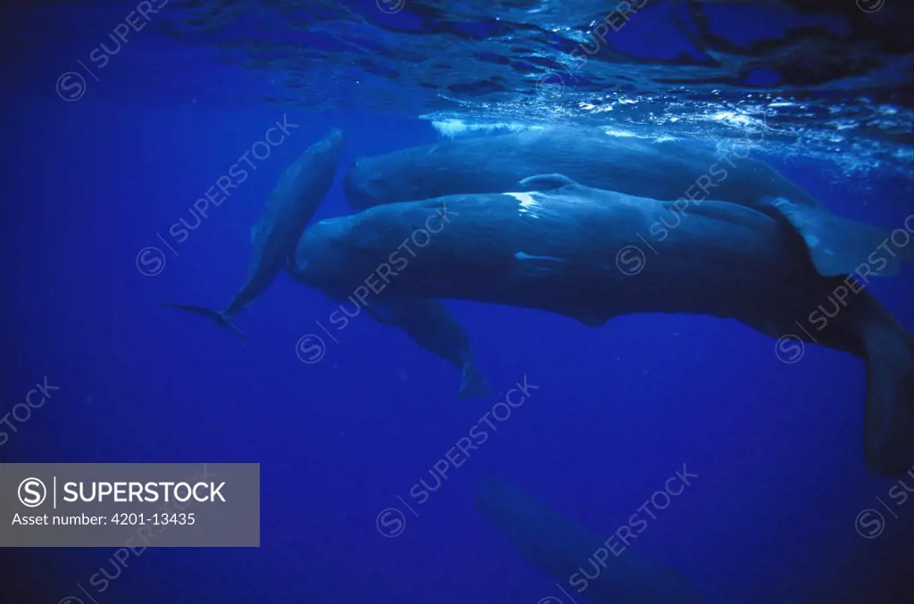 Sperm Whale (Physeter macrocephalus) males swim with females and young, Dominica