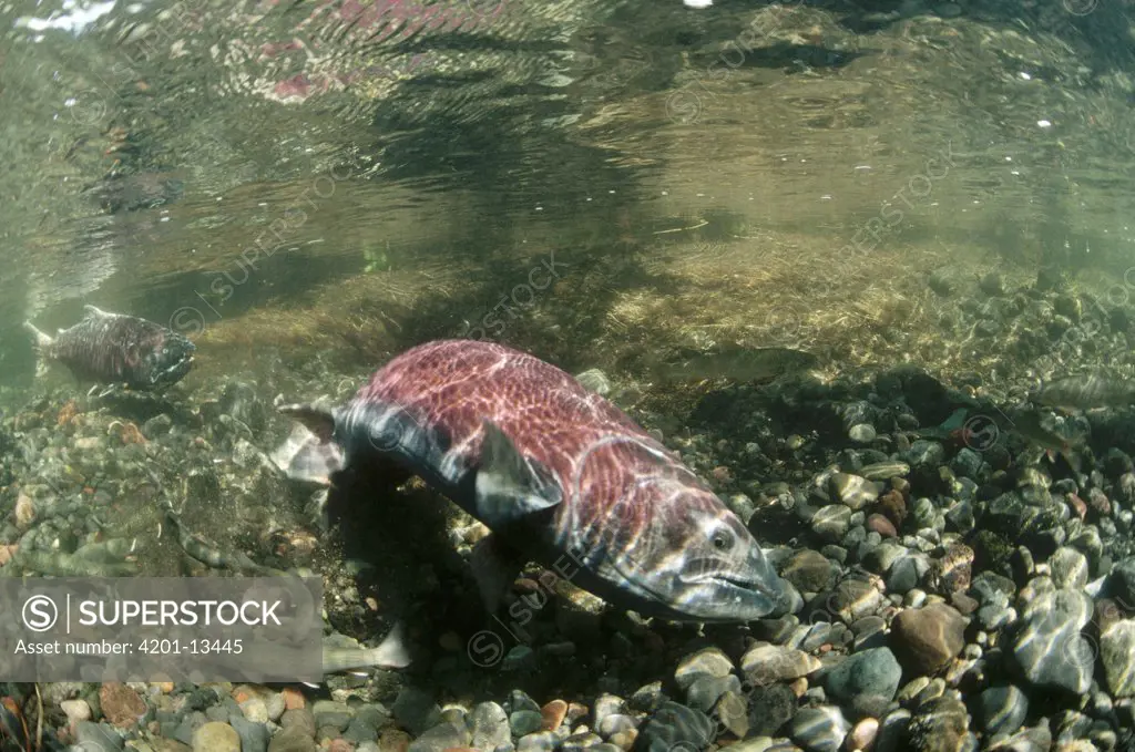 Chinook Salmon (Oncorhynchus tshawytscha) spawning with non-native Bull Trout (Salvelinus malma malma) feeding upon eggs, summer, Alaska