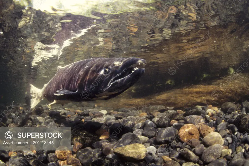 Chinook Salmon (Oncorhynchus tshawytscha) spawning, Alaska