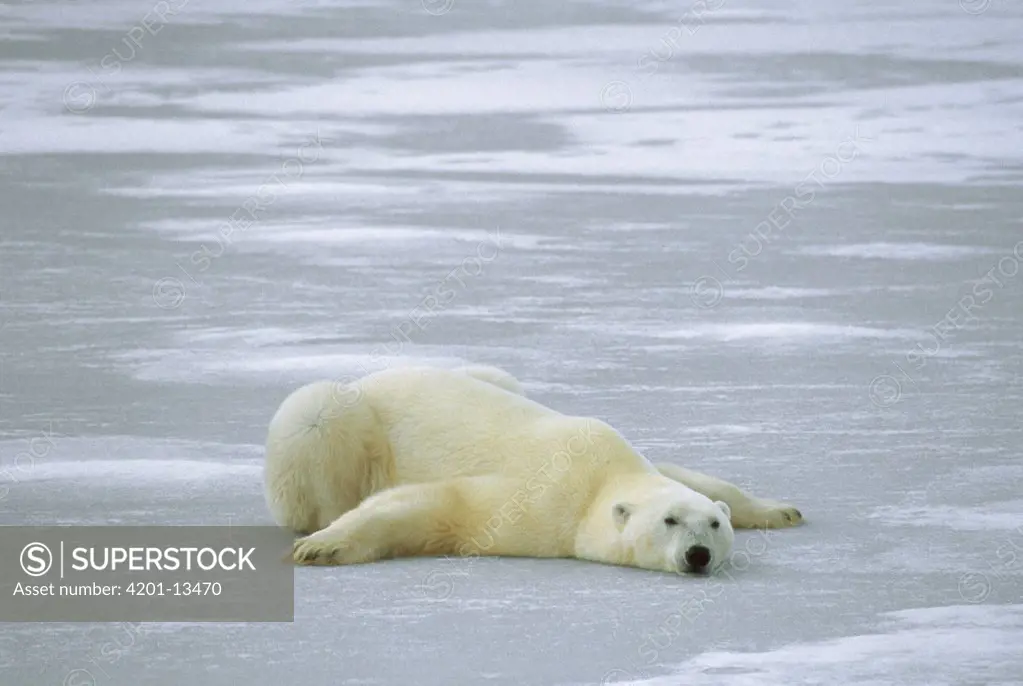 Polar Bear (Ursus maritimus) laying on ice on belly to cool off, Churchill, Manitoba, Canada