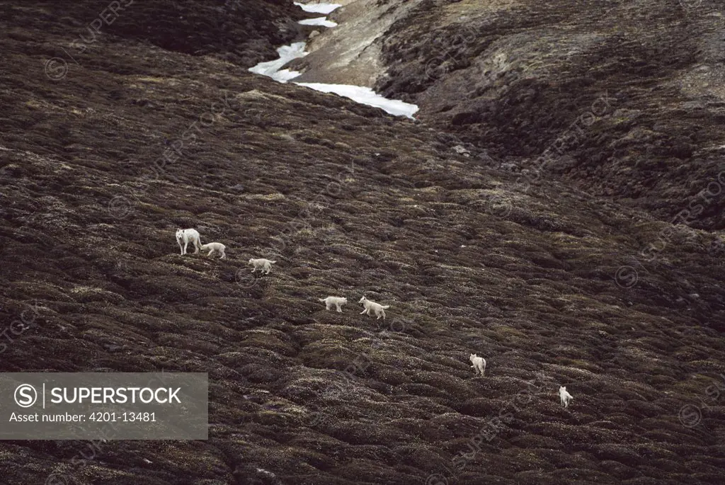 Arctic Wolf (Canis lupus) adult with six pups on tundra, Ellesmere Island, Nunavut, Canada