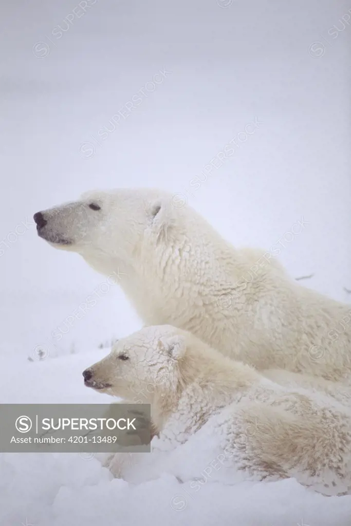 Polar Bear (Ursus maritimus) mother and cub covered in snow, Churchill, Manitoba, Canada