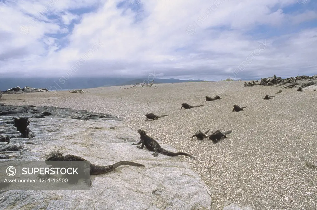 Marine Iguana (Amblyrhynchus cristatus) on beach, Galapagos Islands, Ecuador