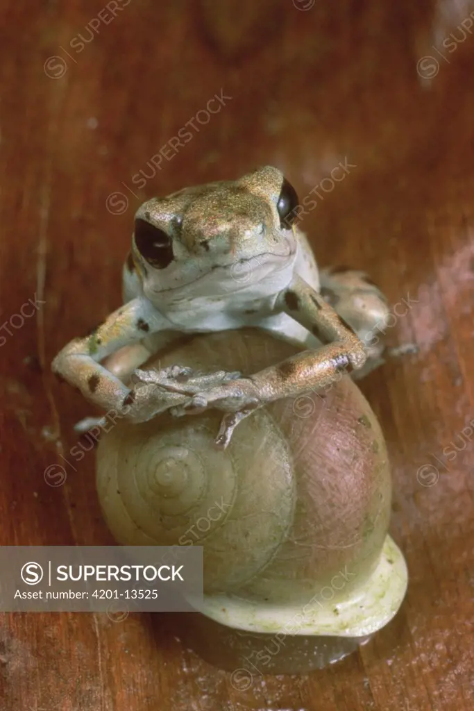 Strawberry Poison Dart Frog (Dendrobates pumilio) dominant male resting on snail, Bastimentos Islands, Bocas del Toro, Panama