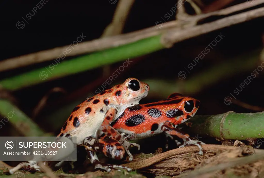 Strawberry Poison Dart Frog (Dendrobates pumilio) dominant male wrestles with submissive male, Bastimentos Island, Bocas del Toro, Panama