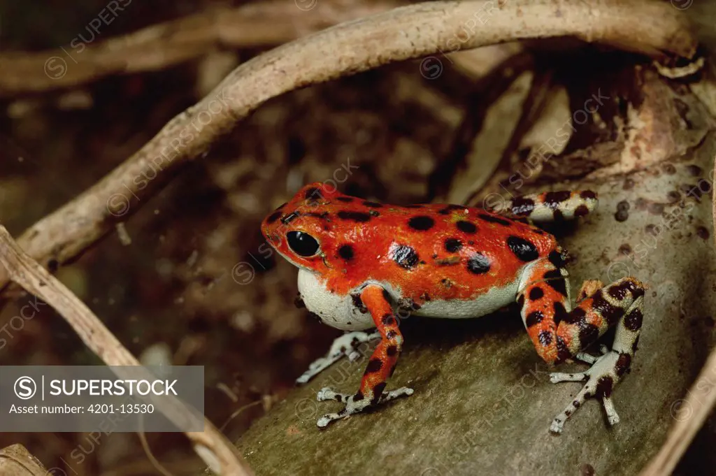 Strawberry Poison Dart Frog (Dendrobates pumilio) with puffed-up vocal sack courting females with a song of insect-like chirps, Bastimentos Island, Bocas del Toro, Panama