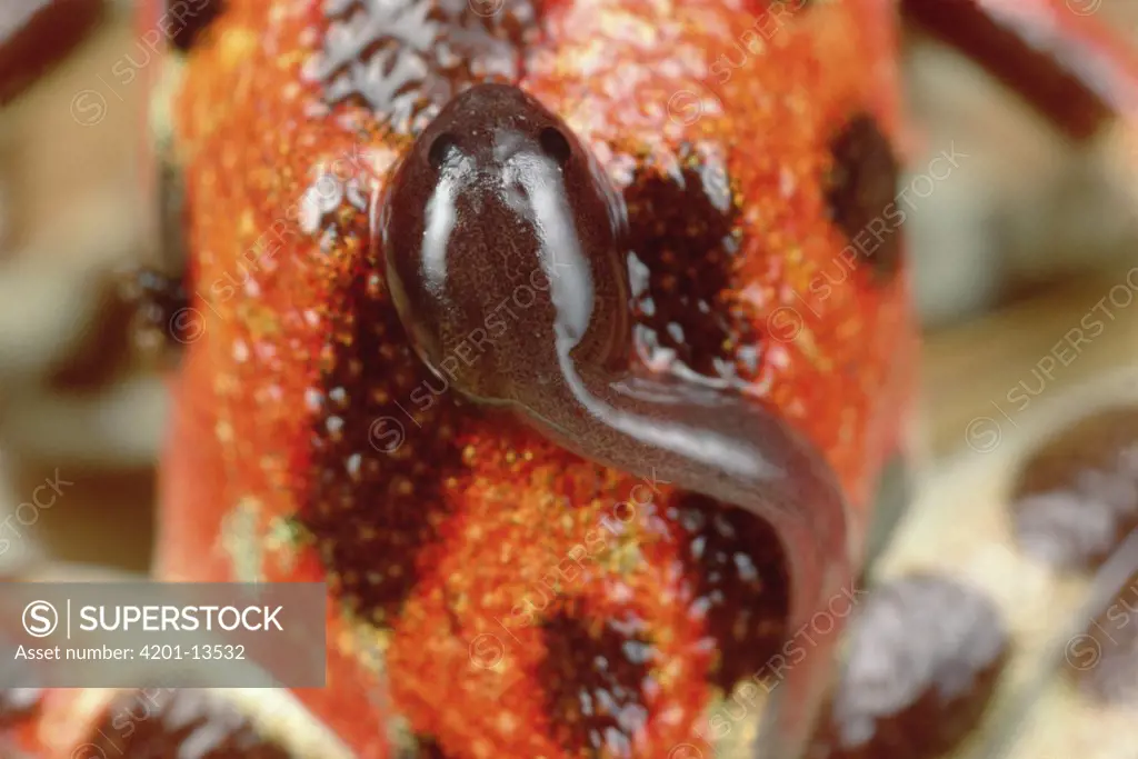 Strawberry Poison Dart Frog (Dendrobates pumilio) tadpole carried on mother's back, Bastimentos Islands, Bocas del Toro, Panama
