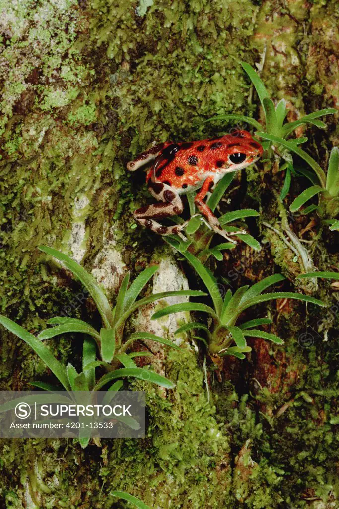 Strawberry Poison Dart Frog (Dendrobates pumilio) mother carries tadpole to canopy, she lacks the toe pads or other adaptations of tree frogs and so the trip is quite arduous, Bastimentos Island, Bocas del Toro, Panama
