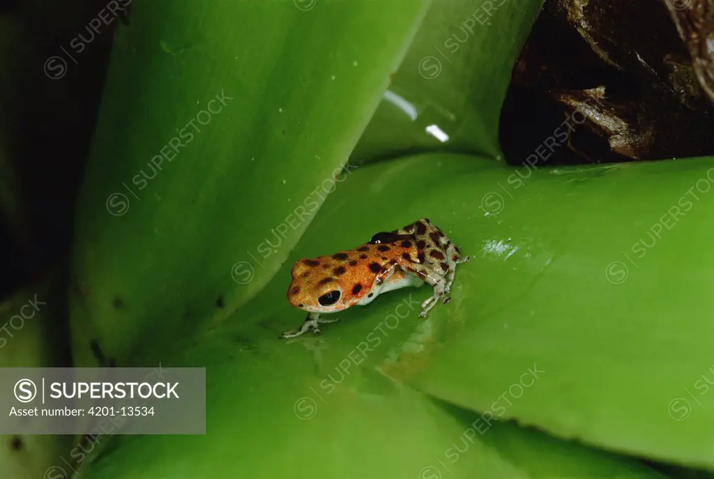 Strawberry Poison Dart Frog (Dendrobates pumilio) mother carries tadpoles, one by one, to canopy where she seeks little pools of water in leaf bracts of bromeliads and other canopy plants, Bastimentos Island, Bocas del Toro, Panama