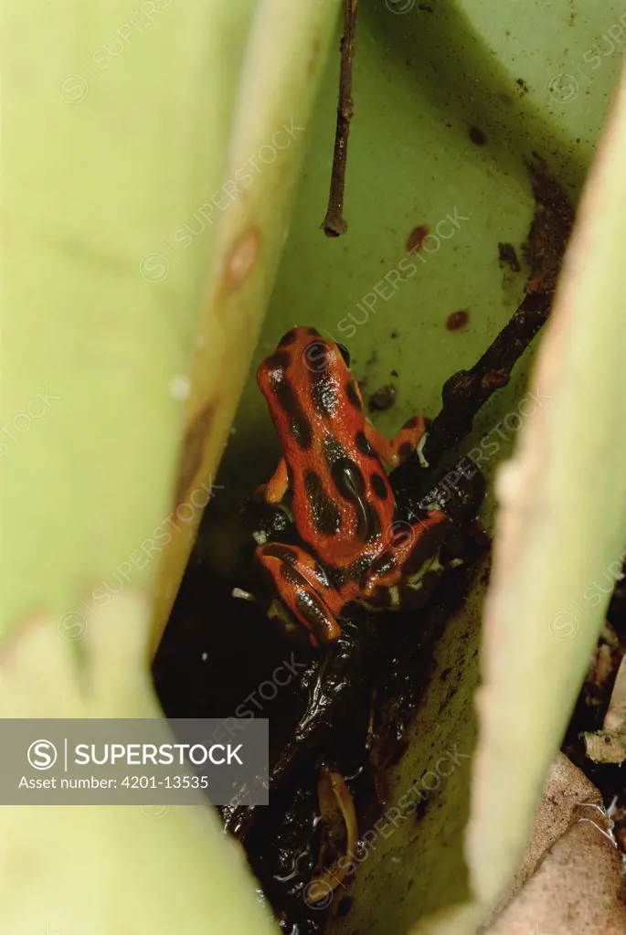 Strawberry Poison Dart Frog (Dendrobates pumilio) mother carries tadpoles, one by one, to canopy where she finds suitable pools of water to deposit each separately among the trees, Bastimentos Island, Bocas del Toro, Panama