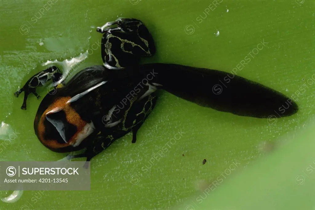 Green and Black Poison Dart Frog (Dendrobates auratus) tadpole grows legs and will soon loose its tail, Taboga Island, Panama