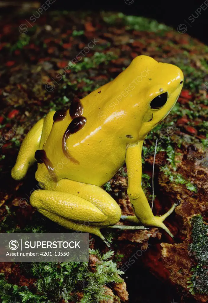 Golden Poison Dart Frog (Phyllobates terribilis) the most poisonous of the dart frogs, male carrying tadpoles on his back, Colombia