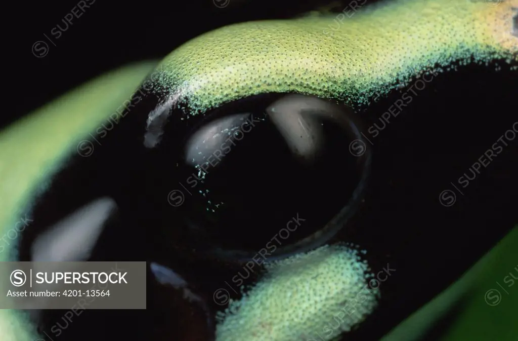 Green and Black Poison Dart Frog (Dendrobates auratus) eye, Tobago Island, Panama