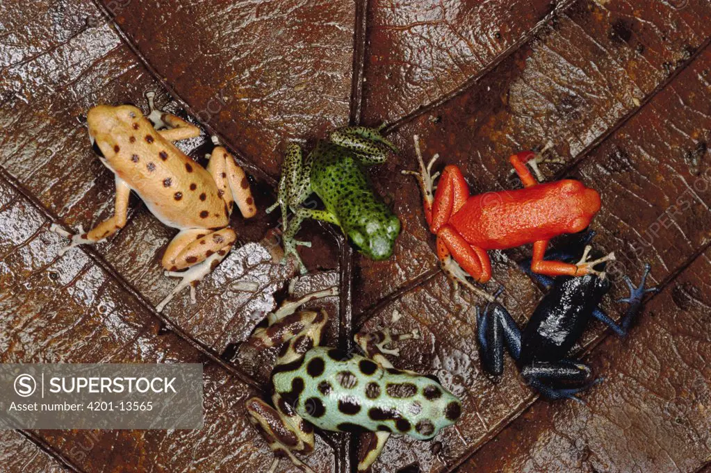 Strawberry Poison Dart Frog (Dendrobates pumilio) group showing color variation from different islands of Bocas del Toro, Panama