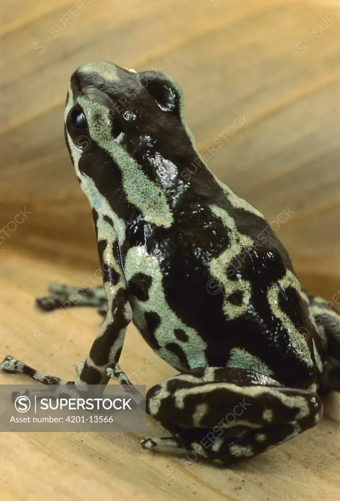 Strawberry Poison Dart Frog (Dendrobates pumilio) portrait, Rio Gloria, Panama
