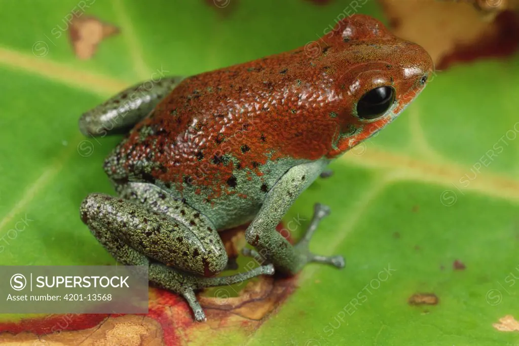 Strawberry Poison Dart Frog (Dendrobates pumilio) portrait, Panama