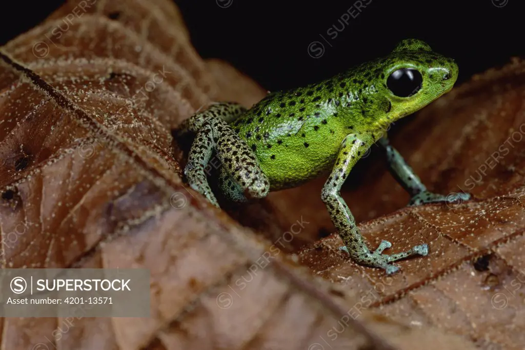 Strawberry Poison Dart Frog (Dendrobates pumilio) portrait, Isla Popa, Panama