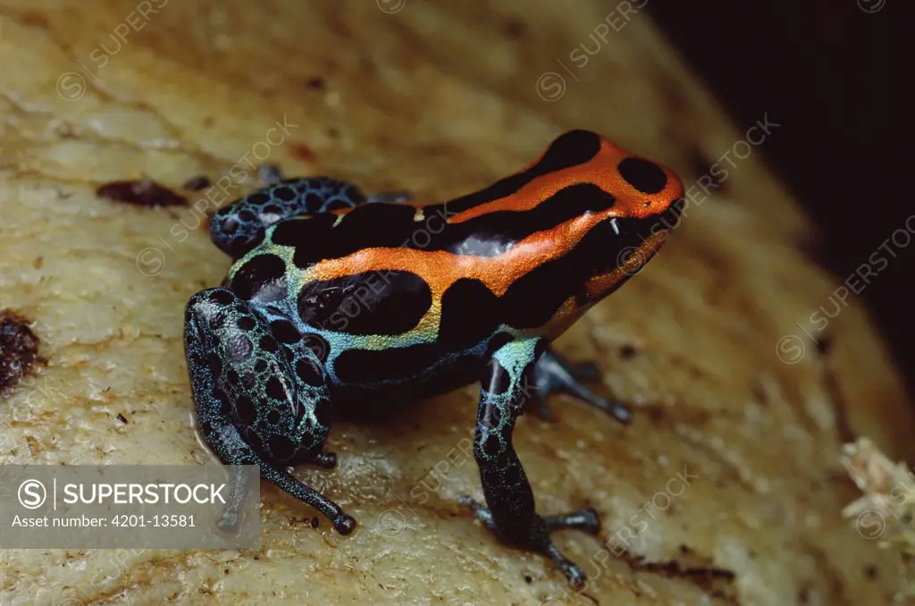 Rio Madeira Poison Frog (Dendrobates quinquevittatus) portrait, Peruvian lowlands