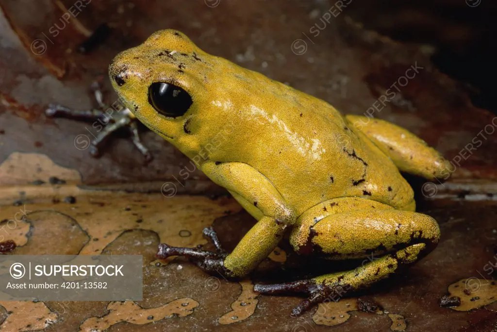 Black-legged Poison Dart Frog (Phyllobates bicolor) portrait, Colombia