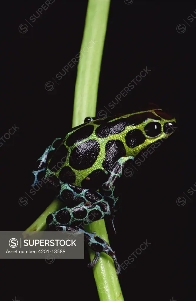 Red-headed Poison Frog (Dendrobates fantasticus) portrait, Amazonia, Ecuador