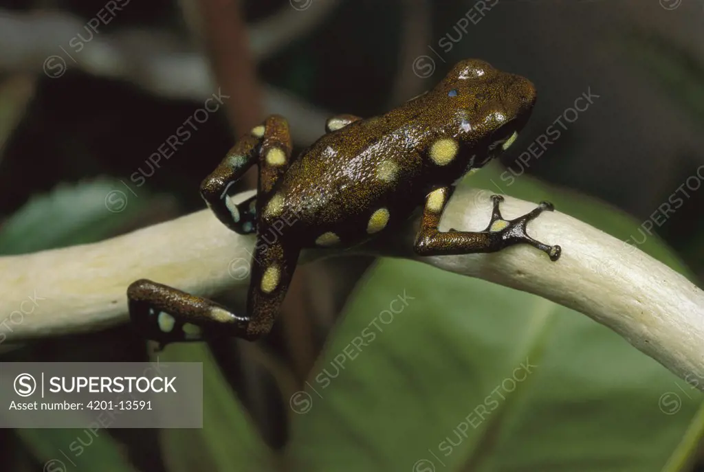 Polkadot Poison Frog (Dendrobates arboreus) Fortuna, Panama