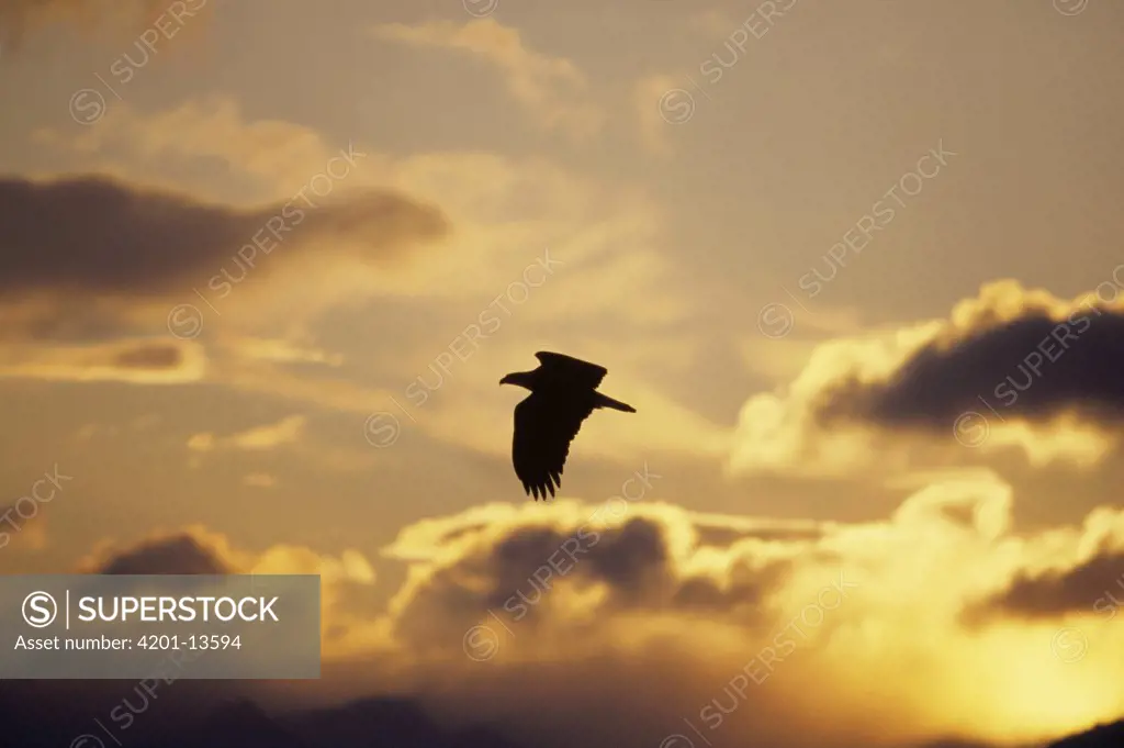 Bald Eagle (Haliaeetus leucocephalus) flying at sunset, Alaska