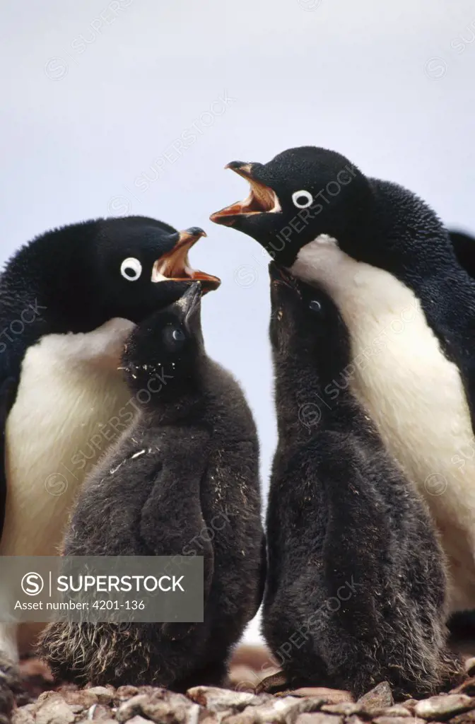 Adelie Penguin (Pygoscelis adeliae) pair engage in greeting display with large chicks, Petermann Island, Antarctica Peninsula, Antarctica