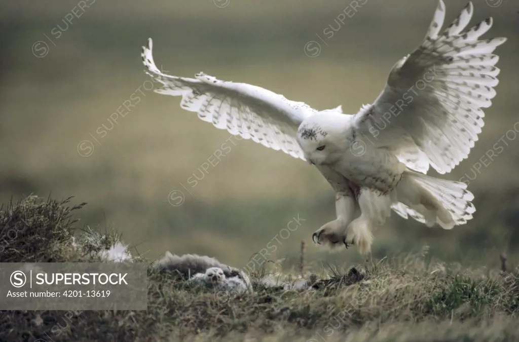 Snowy Owl (Nyctea scandiaca) parent landing on tundra nest with owlets, Alaska