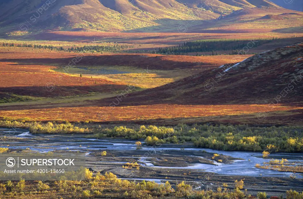 Autumn tundra, Denali National Park and Preserve, Alaska