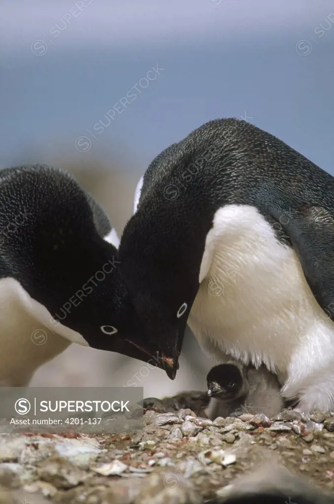 Adelie Penguin (Pygoscelis adeliae) parents bow over newly hatched chick, Turret Point, King George Island, South Shetland Islands