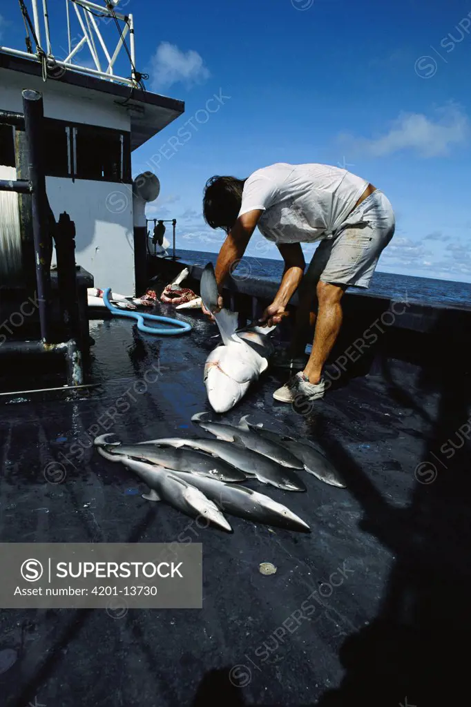 Shark fishing, several dead sharks aboard boat, fisherman cutting fin, Costa Rica