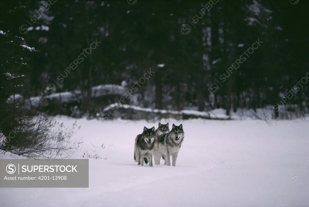 Timber Wolf (Canis lupus) trio in snow, Minnesota