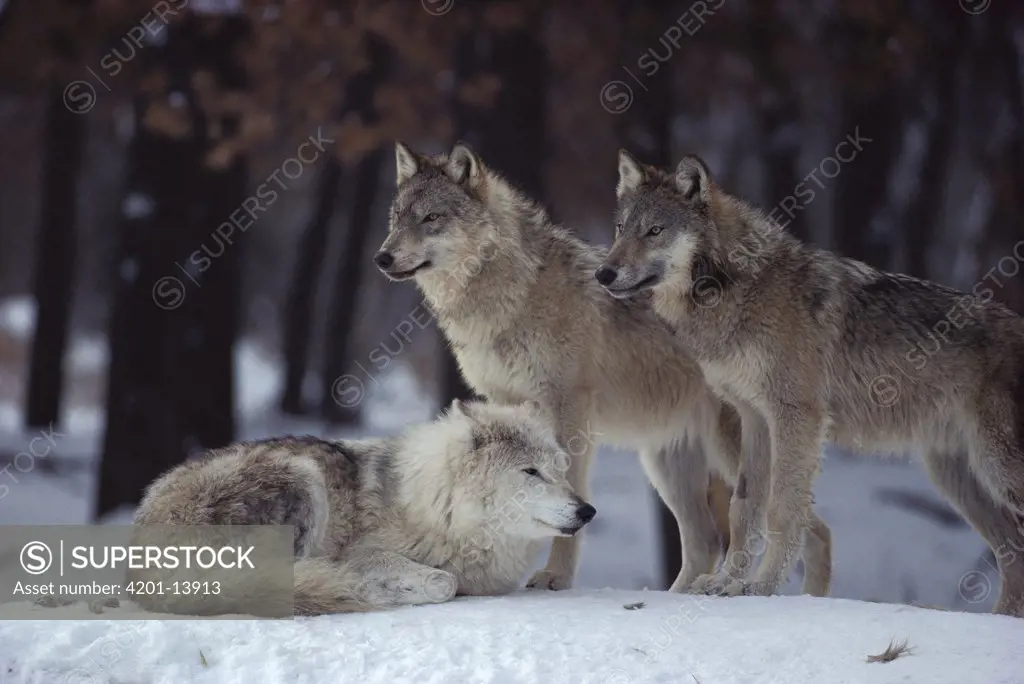 Timber Wolf (Canis lupus) trio in snow, Minnesota