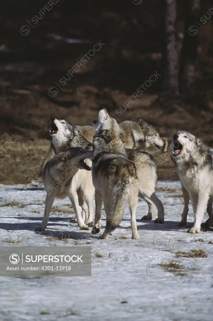Timber Wolf (Canis lupus) pack howling, Nova Scotia, Canada
