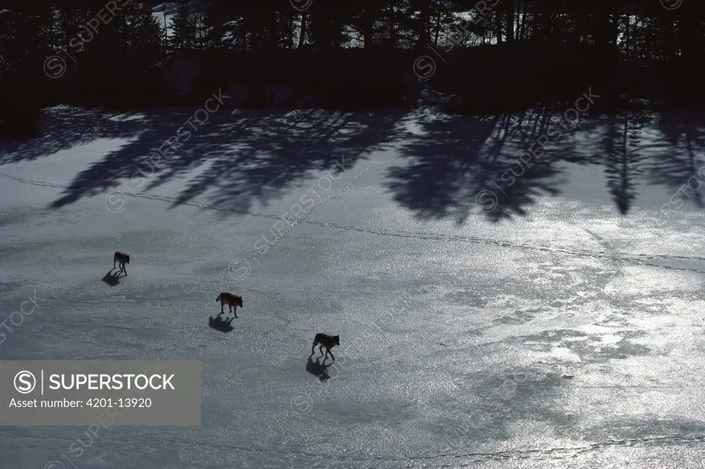 Timber Wolf (Canis lupus) trio crossing frozen lake, Minnesota