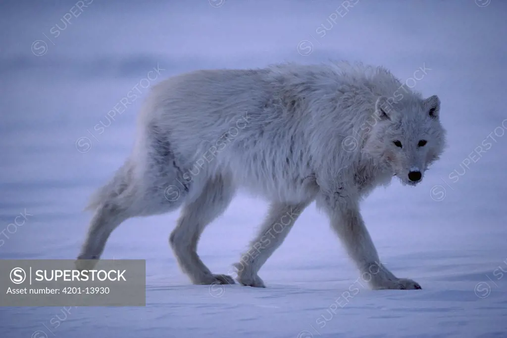 Arctic Wolf (Canis lupus) walking in snow, Ellesmere Island, Nunavut, Canada