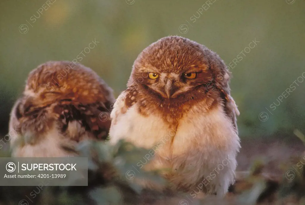 Burrowing Owl (Athene cunicularia) chicks, South Dakota