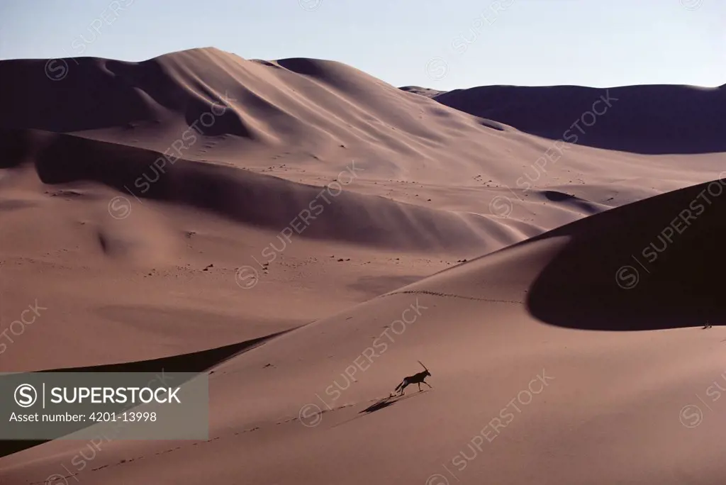 Oryx (Oryx gazella) running across sand dune, Namib Desert, Namibia