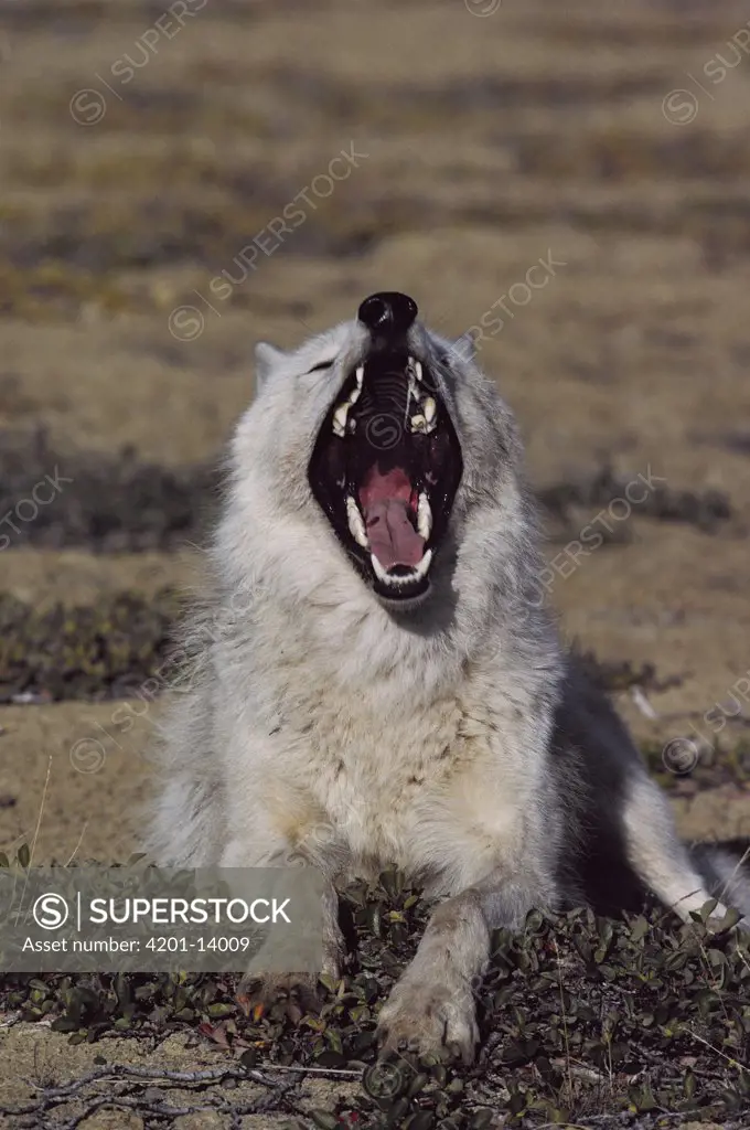 Arctic Wolf (Canis lupus) yawning, Ellesmere Island, Nunavut, Canada